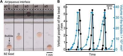 Up-and-down motion of a Belousov-Zhabotinsky bead in couple with chemical oscillation